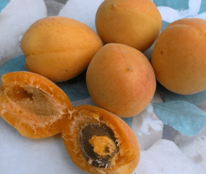 Cais soiul Bergeron - ( Pomi cu coroana pre-formata )