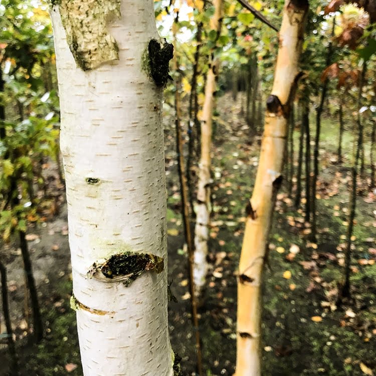 Mesteacan - 170 - 200 cm - ramificat