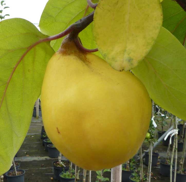 Gutui soiul Aurii - ( Pomi standard ramificatii cresteri libere )