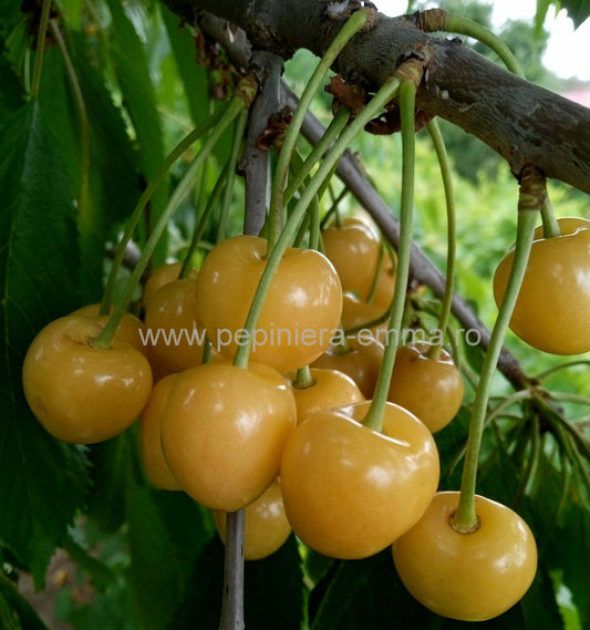 Cires soiul Bigarreau Donissen - ( fruct galben ) - ( Pomi standard ramificatii cresteri libere )