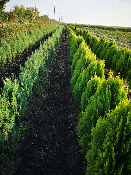Thuja Aurea Nana - 40-60 cm - Ridicare din pepiniera