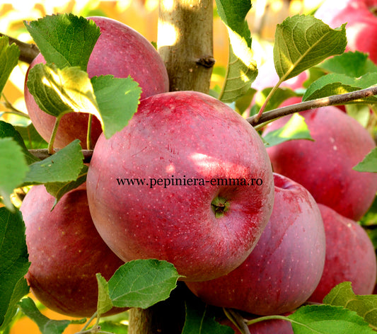 Mar soiul Florina - ( Pomi cu coroana pre-formata )