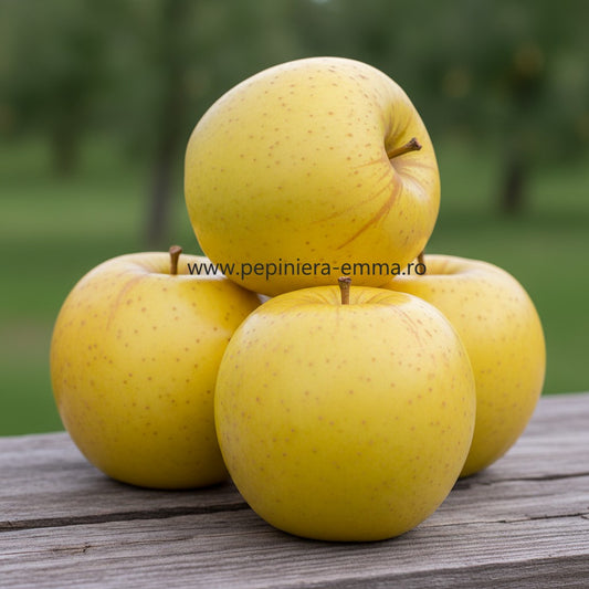 Mar soiul Gold Rush - ( pomi standard ramificatii cresteri libere )