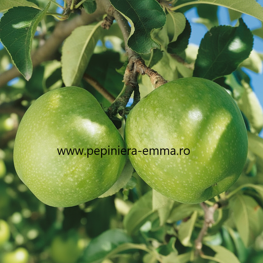 Mar soiul Granny Smith – ( Pomi standard ramificatii cresteri libere )