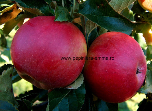 Mar soiul Idared - ( Pomi standard ramificatii cresteri libere )
