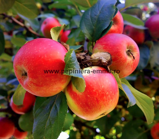 Mar soiul Jonathan - ( Pomi standard ramificatii cresteri libere )