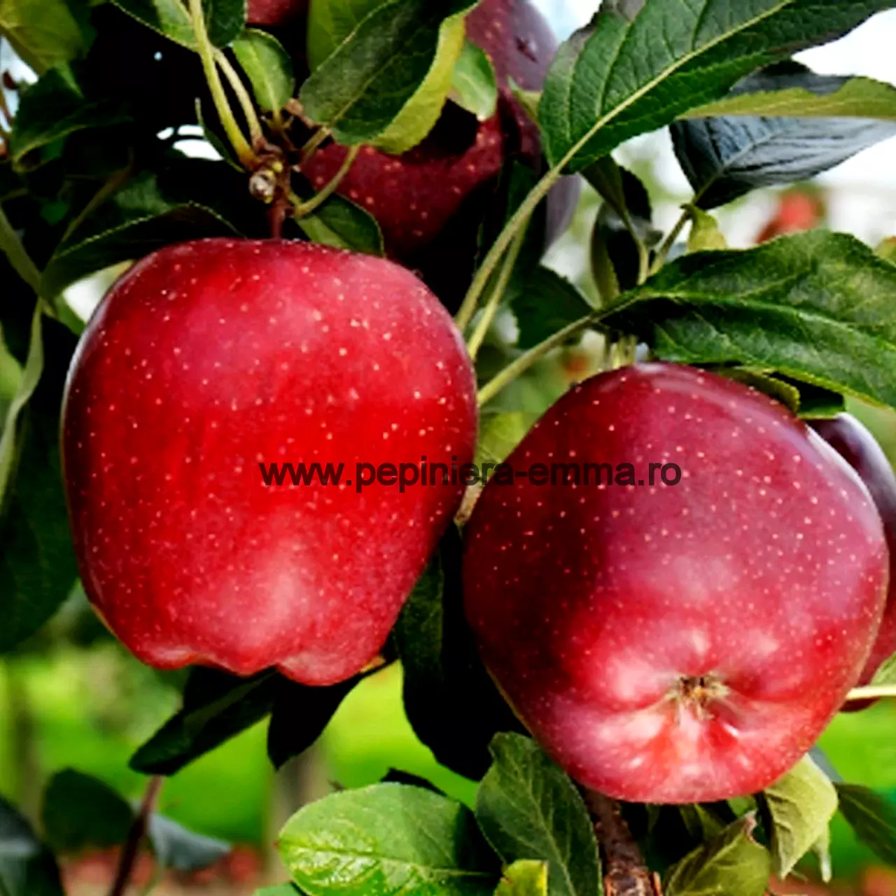 Mar soiul Starkrimson ( Bot de iepure ) - ( Pomi standard ramificatii cresteri libere )