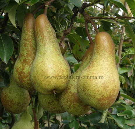 Par soiul Abate Fetel - ( Pomi cu coroana pre-formata ) - Pachet 10 pomi