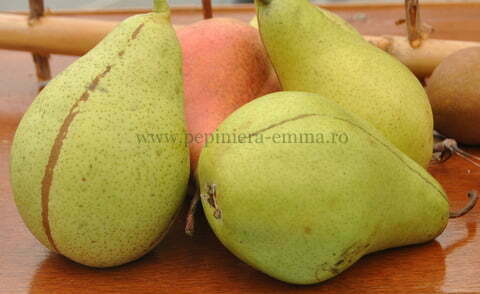 Par soiul Cure – ( Pomi standard - ramificatii cresteri libere ) - Soi de iarna