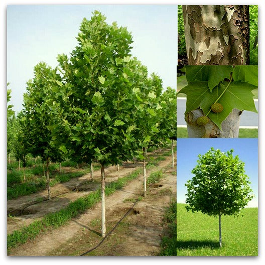 Platan - 170 - 200 cm - Ramificat
