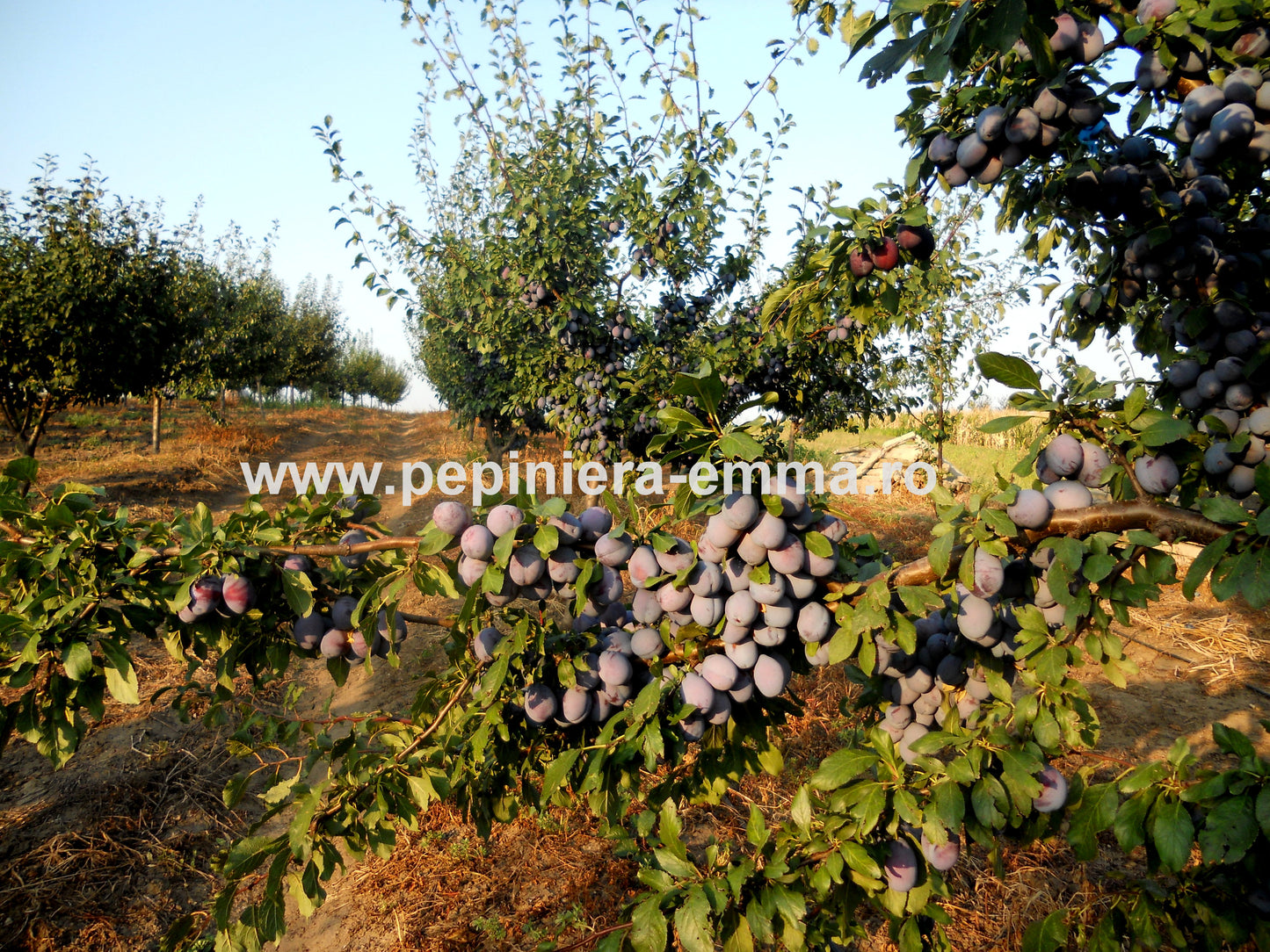 Prun soiul Stanley - ( Pomi standard ramificatii cresteri libere )