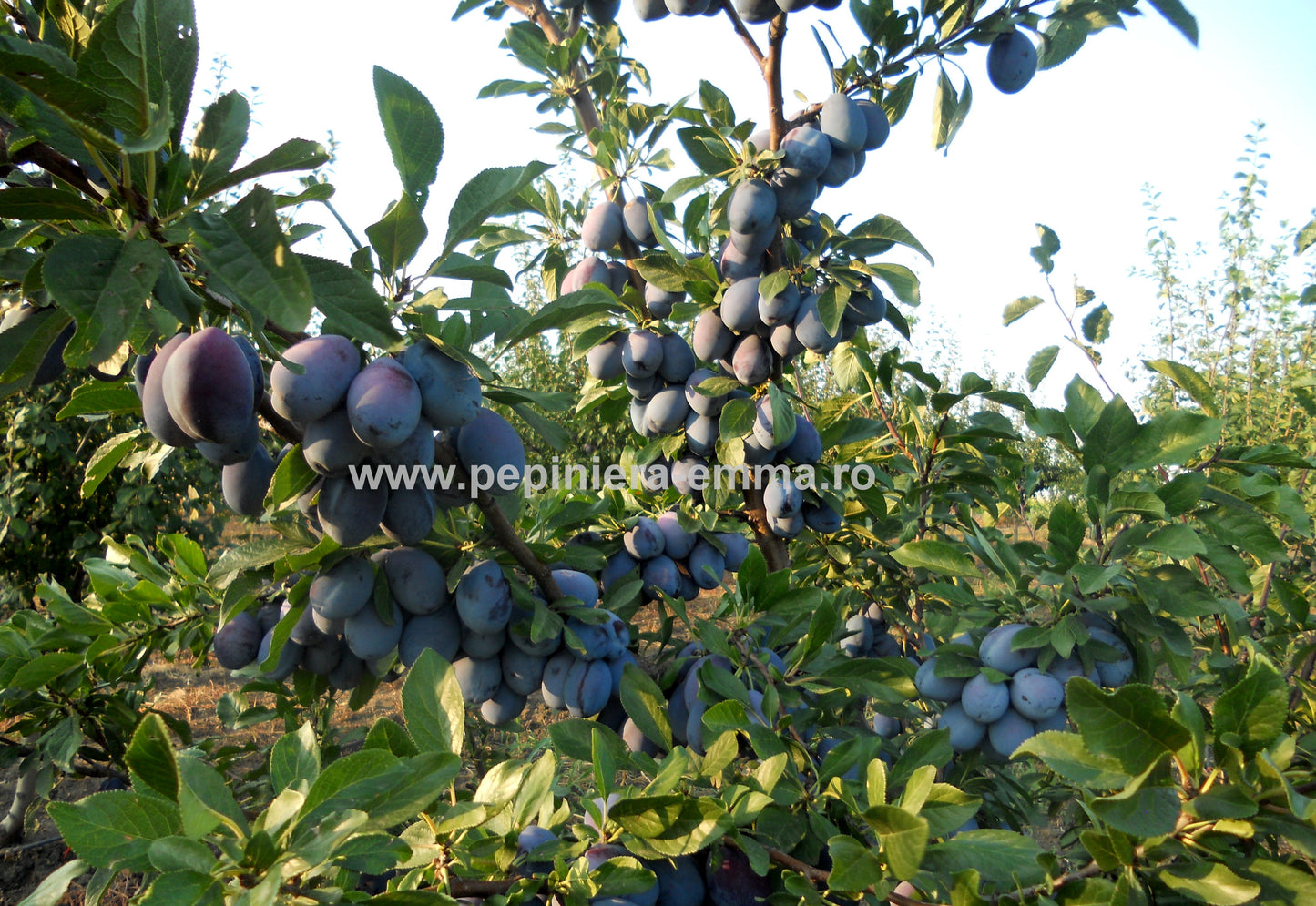 Prun soiul Stanley - ( Pomi cu coroana pre-formata )