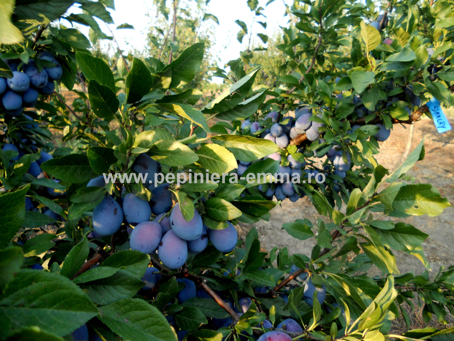 Prun soiul Stanley - ( Pomi standard ramificatii cresteri libere )