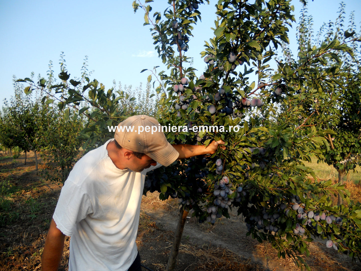 Prun soiul Stanley - ( Pomi standard ramificatii cresteri libere )