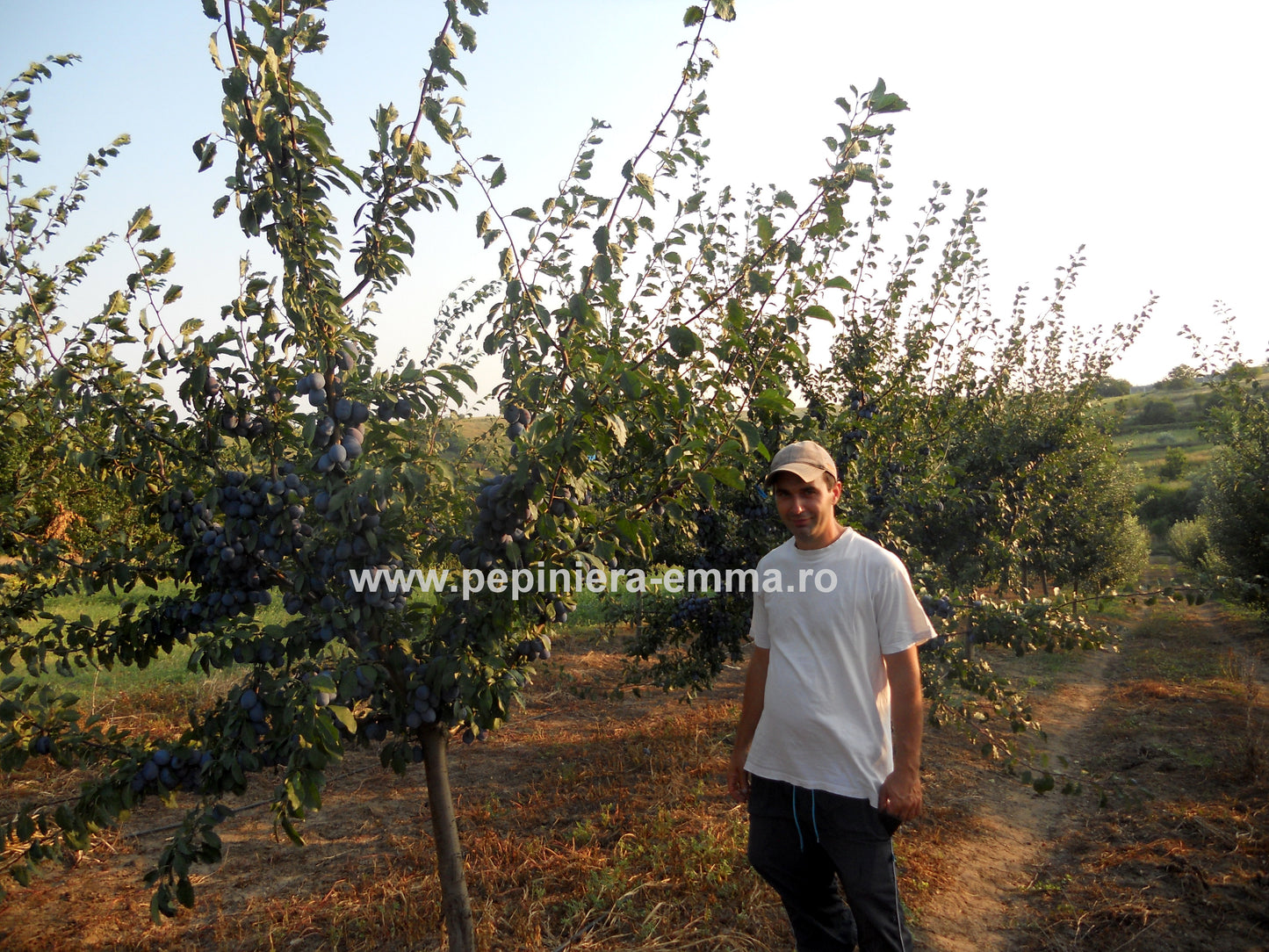 Prun soiul Stanley - ( Pomi cu coroana pre-formata )