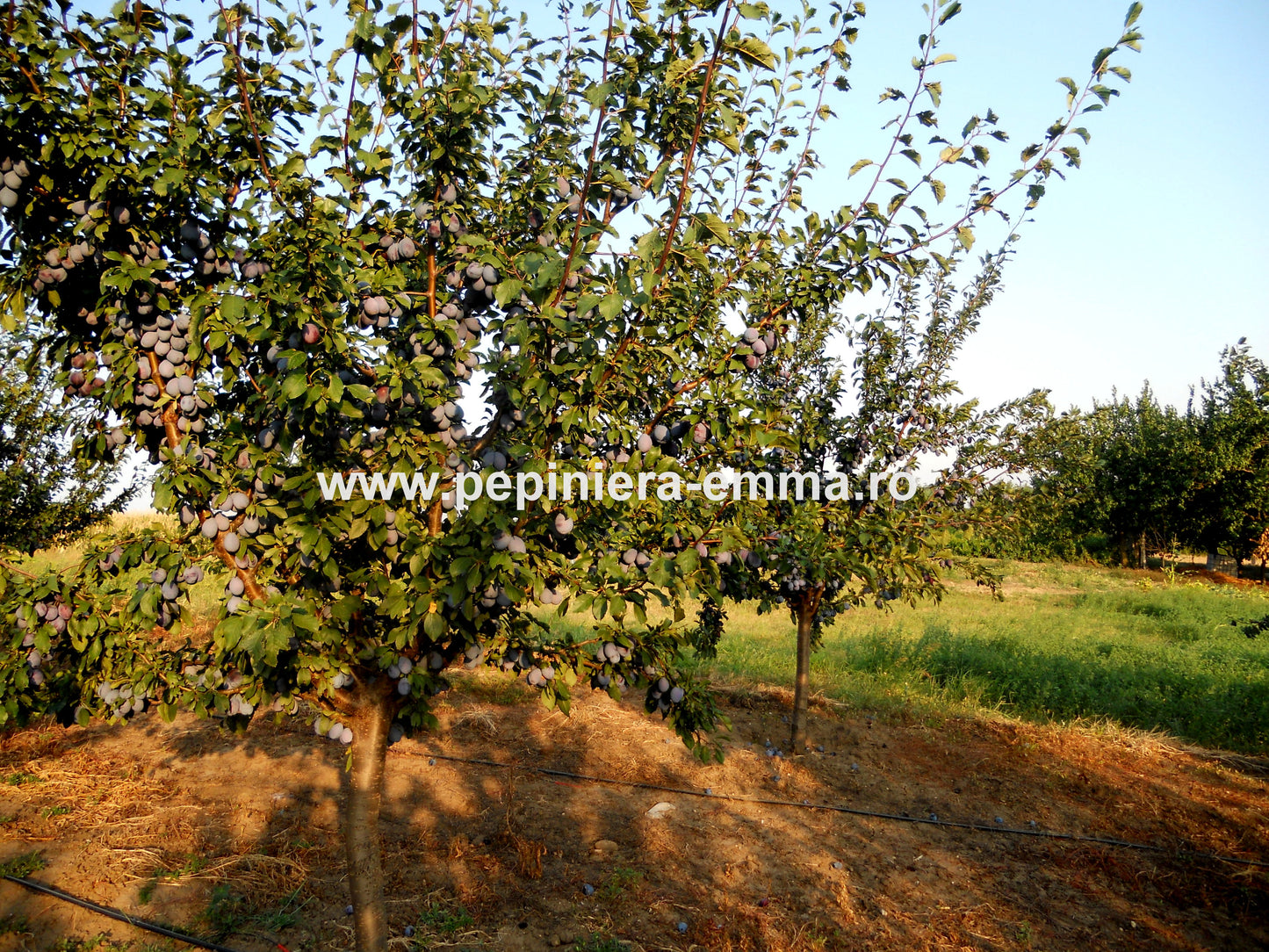 Prun soiul Stanley - ( Pomi cu coroana pre-formata )