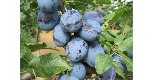 Prun soiul Cachanska Lepotica - ( Pomi cu coroana pre-formata )