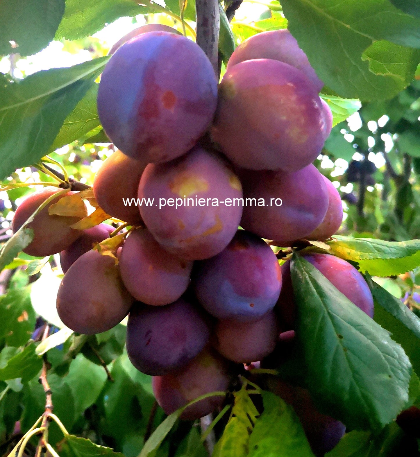 Prun soiul Record - ( Pomi standard ramificatii cresteri libere )