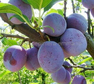 Prun soiul Carpatin - ( Pomi cu coroana pre-formata )