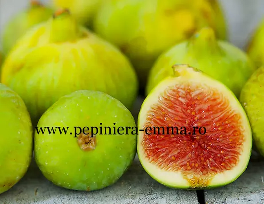 Smochin Selectionat Verde Productiv - Rezistent la ger - Inaltime la livrare 150-170 cm