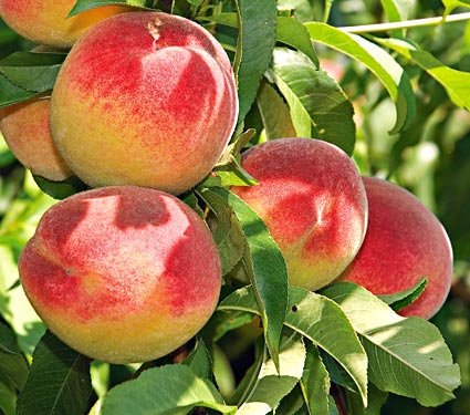 Piersic soiul Superba de toamna - ( Pomi cu coroana pre-formata )