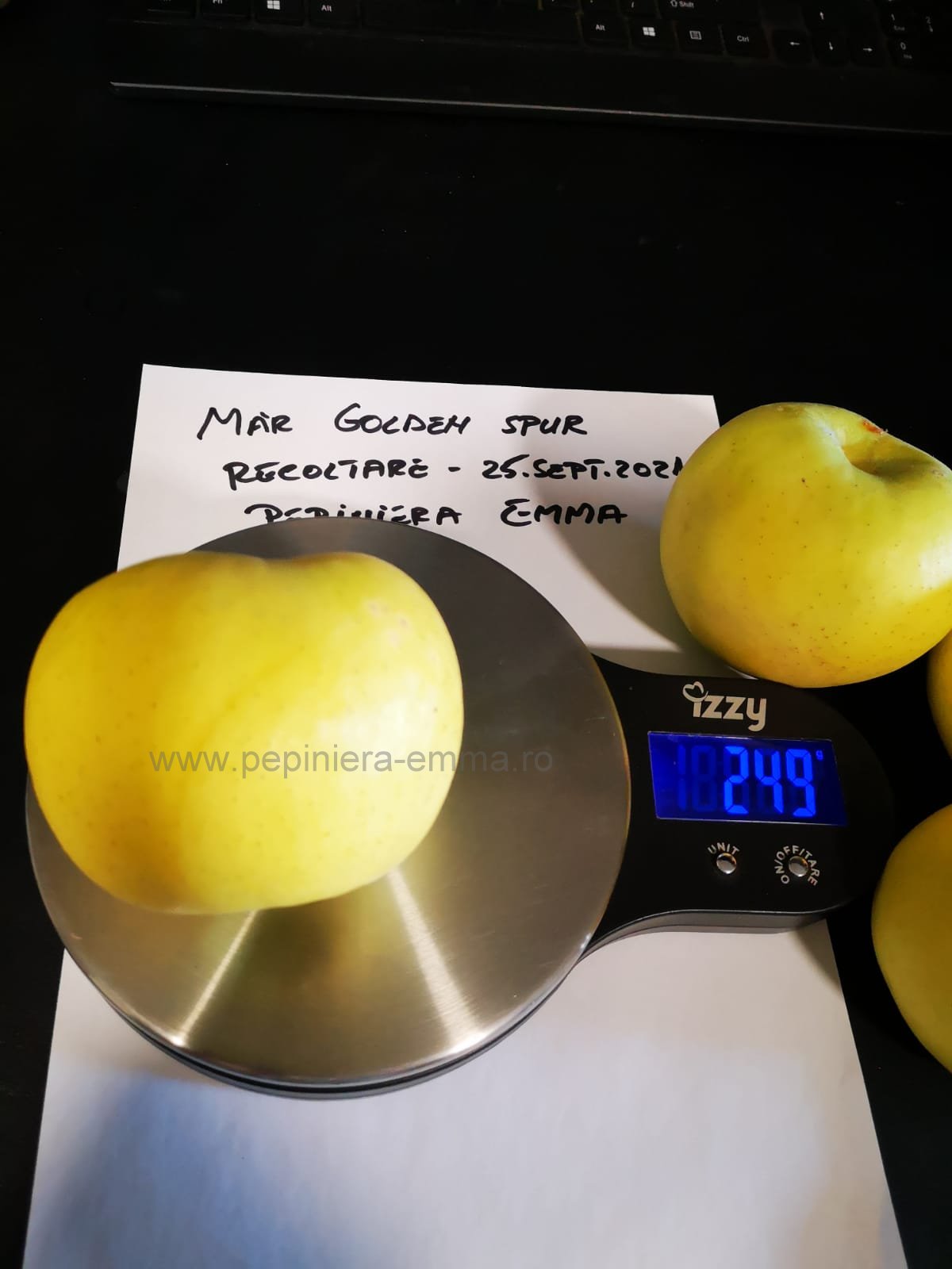 Mar soiul Golden Spur - ( Pomi standard ramificatii cresteri libere )