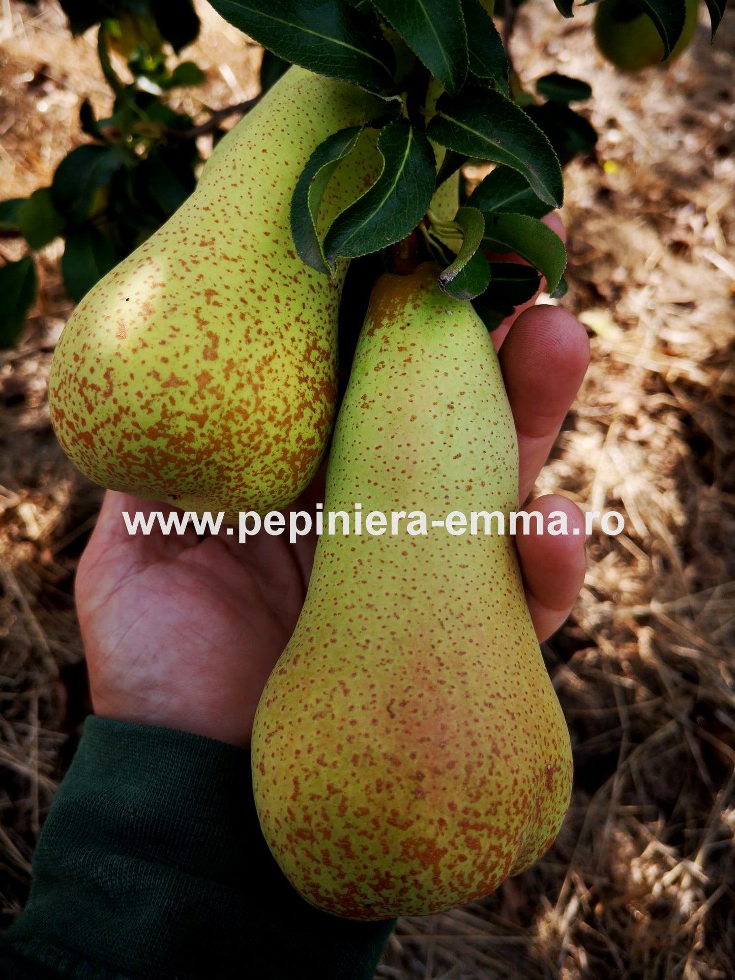 Par soiul Abate Fetel - ( Pomi standard ramificatii cresteri libere )