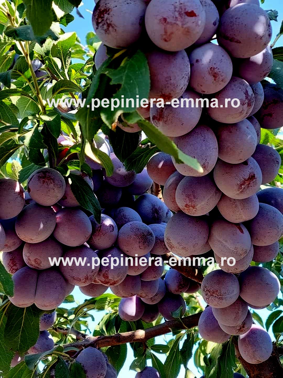 Prun soiul Anna Späth - ( Pomi standard ramificatii cresteri libere )