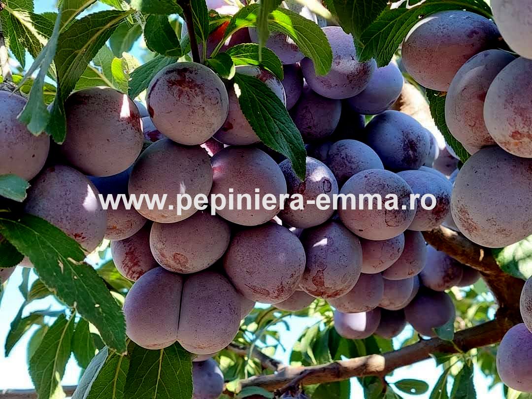 Prun soiul Anna Späth - ( Pomi cu coroana pre-formata )