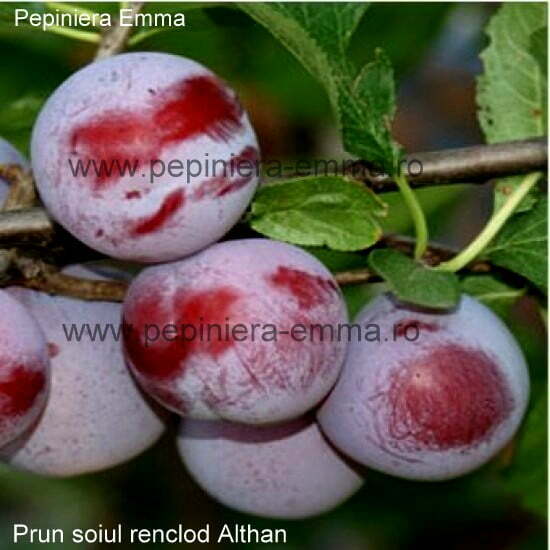 Prun soiul Renclod Althan - ( Pomi standard ramificatii cresteri libere )