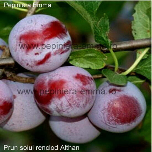Prun soiul Renclod Althan - ( Pomi standard ramificatii cresteri libere )