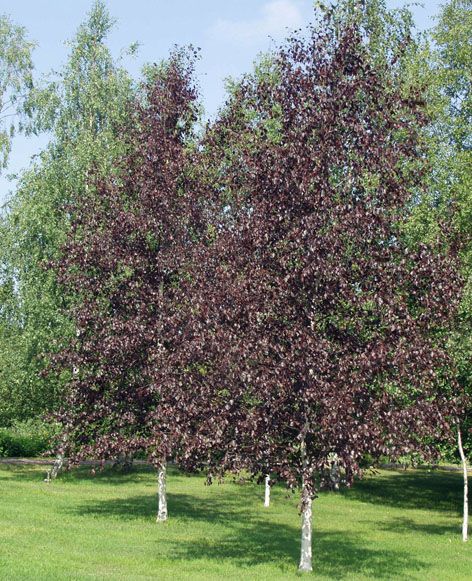 Mesteacan cu frunze rosii - ( Betula pendula purpurea ) - 150 - 200 cm