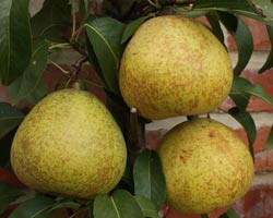 Par soiul Bergamotte Esperen (par de iarna)