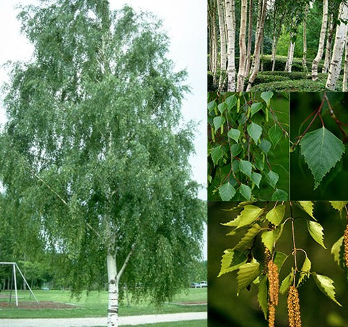 Mesteacan - 170 - 200 cm - ramificat