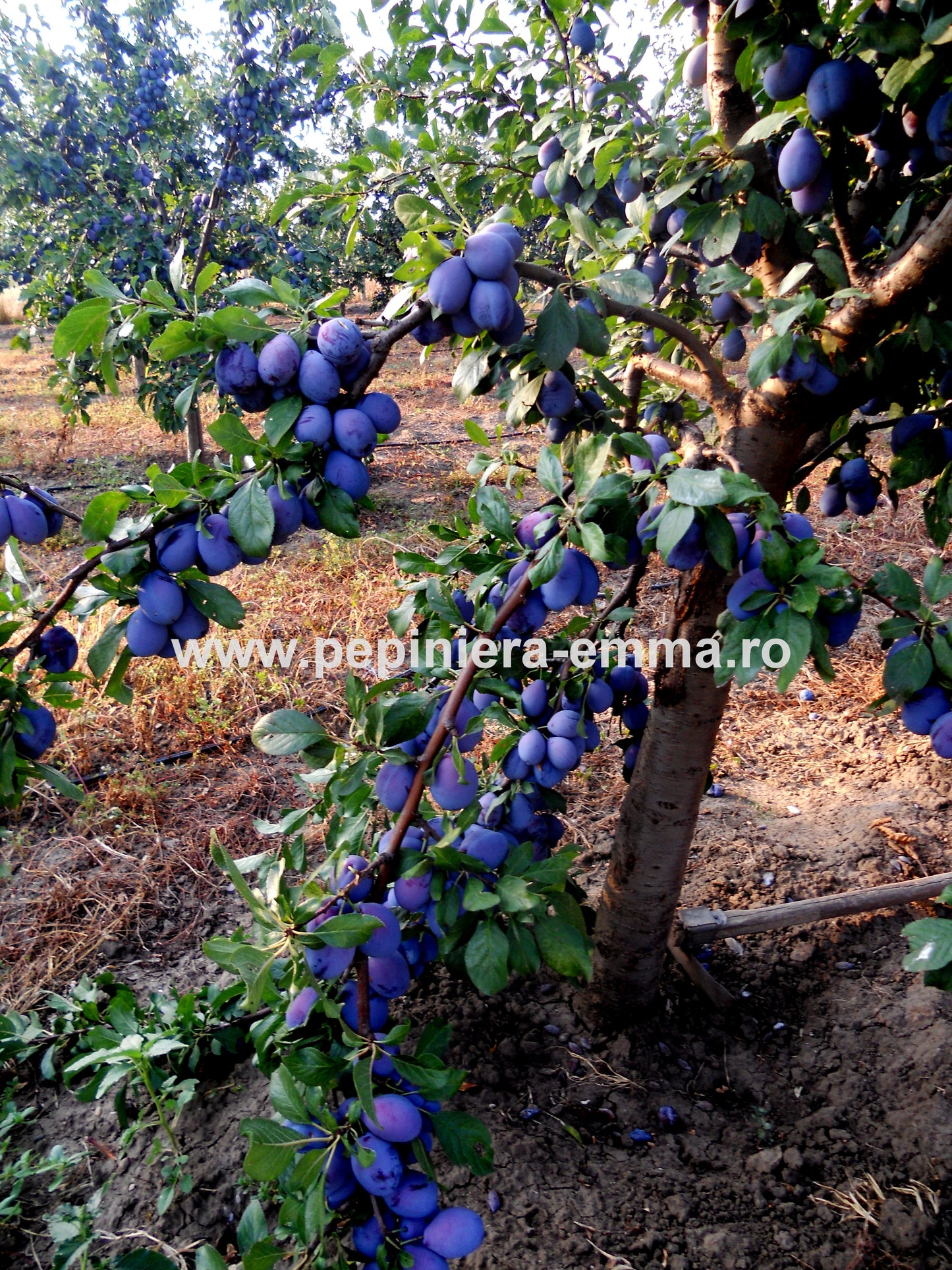 Prun soiul Stanley - ( Pomi standard ramificatii cresteri libere )
