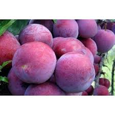 Prun soiul Sermina - ( Pomi standard ramificatii cresteri libere )