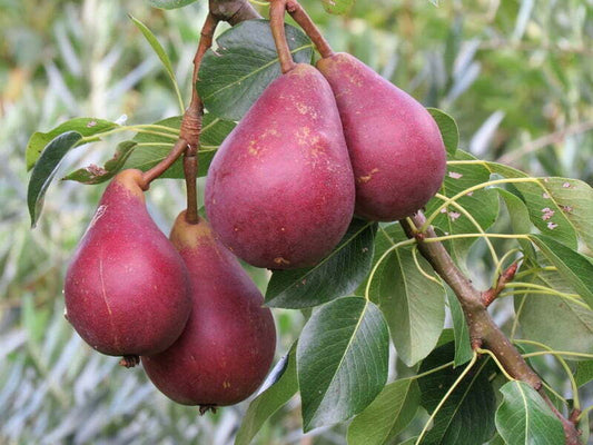 Par soiul Favorita lui Klapp rosu - ( Pomi standard ramificatii cresteri libere )