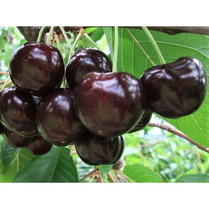 Cires soiul Germersdorf - ( Pomi cu coroana pre-formata )