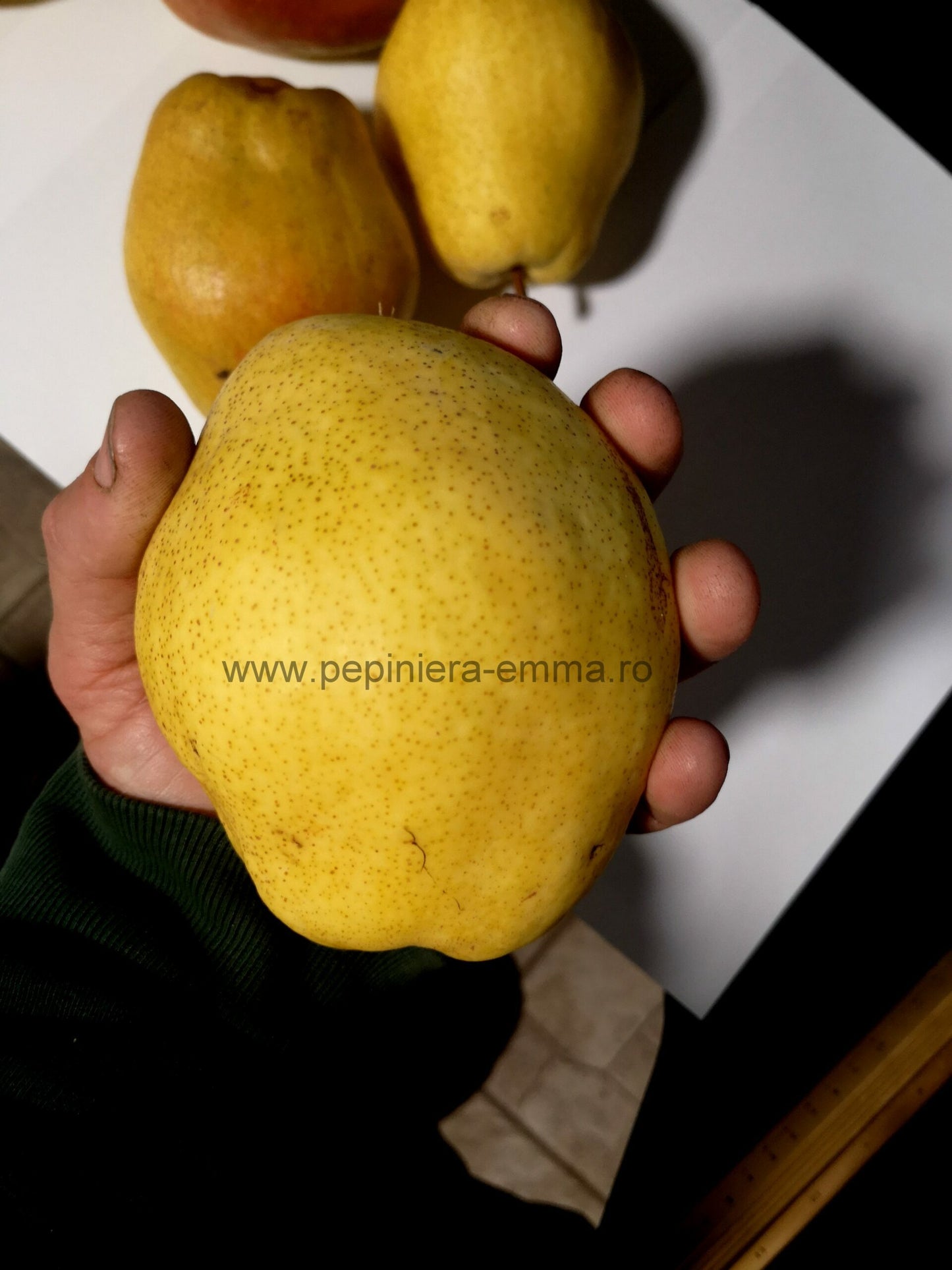 Par soiul Kieffer ( para tip gutuie ) - ( Pomi standard ramificatii cresteri libere )