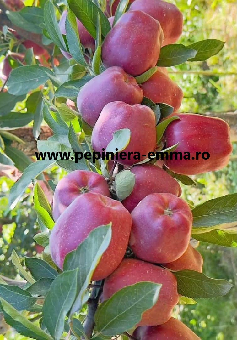 Mar soiul Starkrimson ( Bot de iepure ) - ( Pomi standard ramificatii cresteri libere )