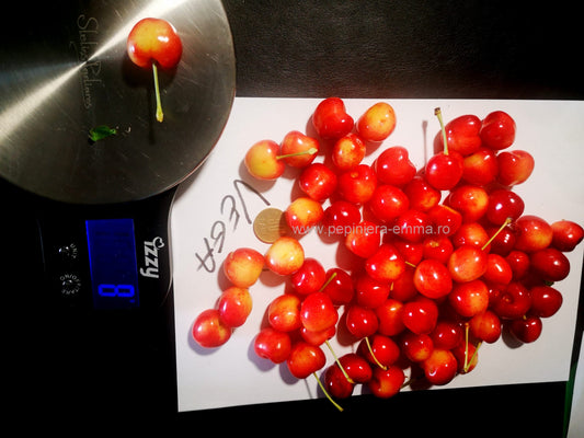 Cires soiul Vega - (pietros 8-11 gr.) – ( Pomi standard ramificatii cresteri libere )